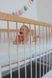 Ортопедичний матрац Family Sleep Limerence Life FS-00000375 фото 4